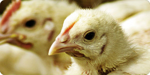 Santa Cita e Valouro formam maior grupo europeu avícola