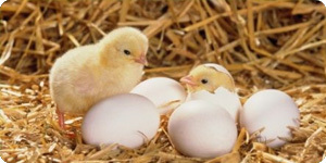 Rússia compra três milhões em ovos de galinhas portuguesas