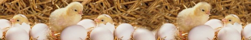 Rússia compra três milhões em ovos de galinhas portuguesas